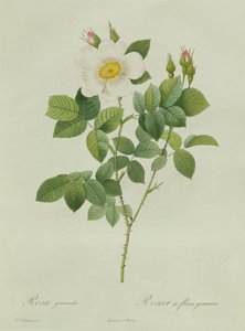 Rosa Geminata by Pierre Joseph Redouté